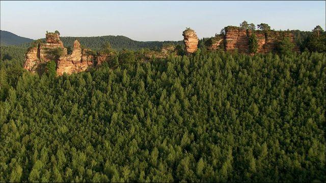 Der Pfälzerwald
