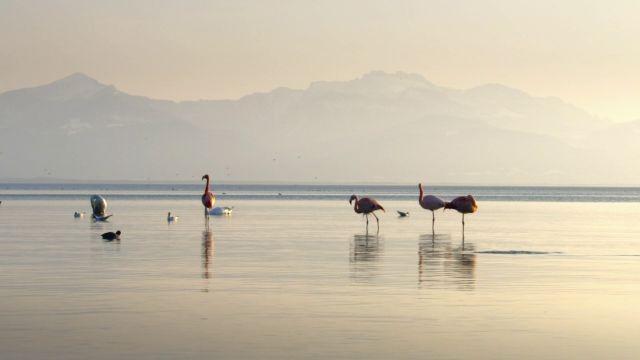 Der Chiemsee