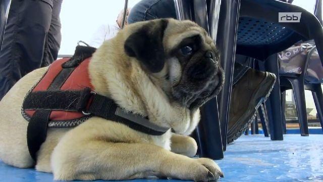 Mit Mops ans Meer (4)