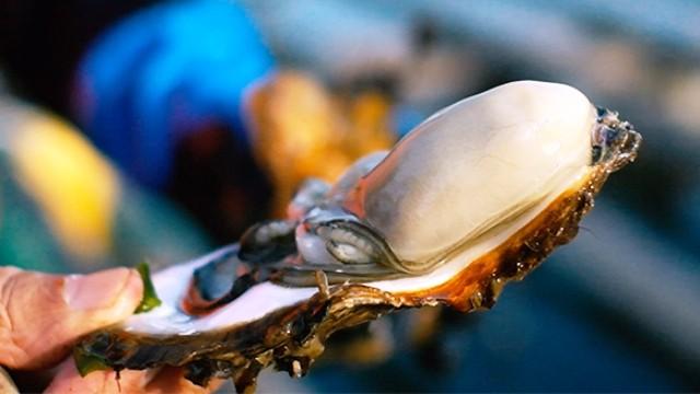 Cook Around Japan [Miyagi] Kesennuma's Sake and Oysters