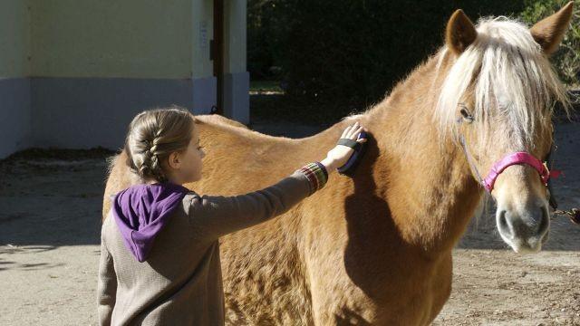 Pony in Not