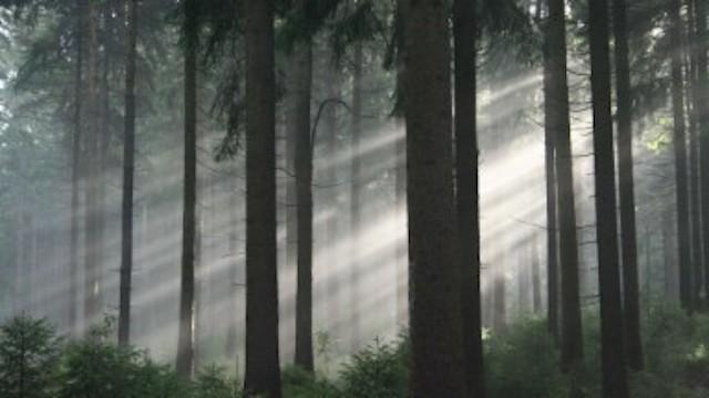 Mythos Wald (1): Tierparadies und Schattenreich