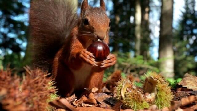 Wildes Deutschland – Der Pfälzerwald