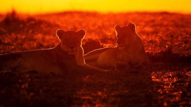 Afrikas Jäger der Nacht