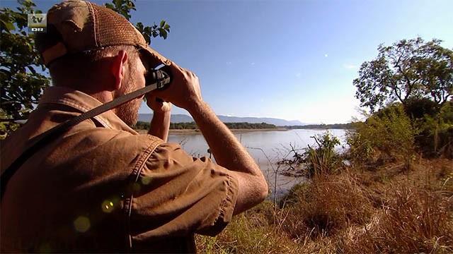 En krokodille i Zambia