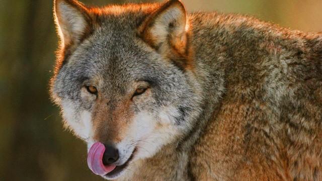 Böser Wolf?