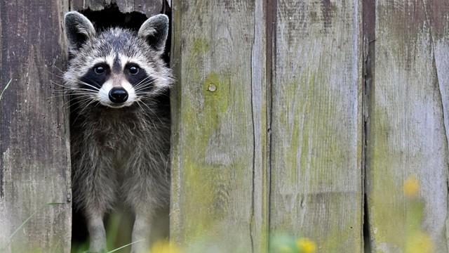 Wildtiere erobern die Stadt