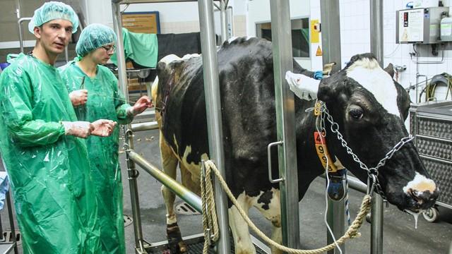 Große Tiere in Not
