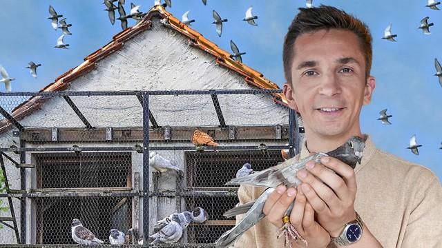 Tauben – Plagegeister oder Supervögel?