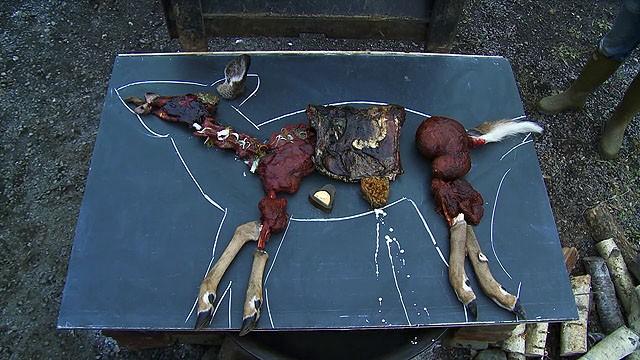 Deer