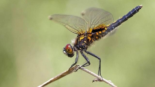 Keks und die Kunstflieger - Libelle