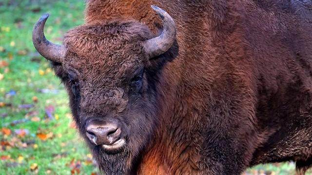 Keks und die Kraftpakete - Wisent