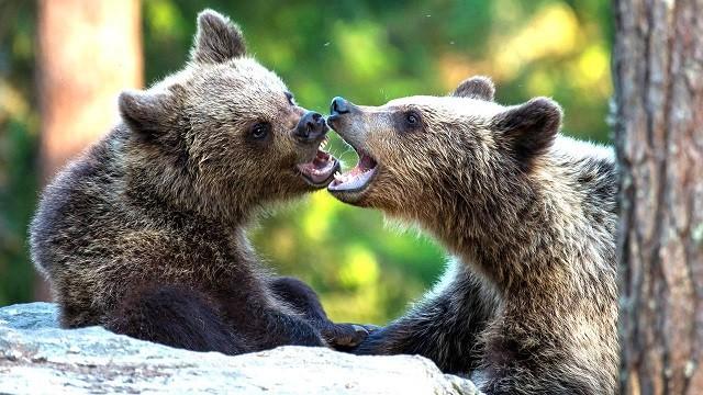 Keks und der Bärenhunger – Bär