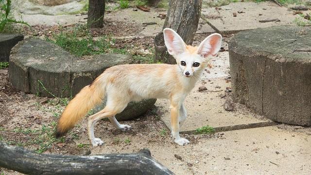 Keks und der wilde Hund – Wüstenfuchs