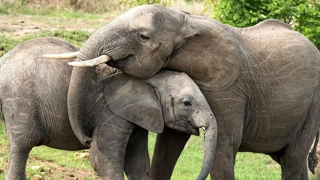 Keks und die grauen Riesen – Elefant