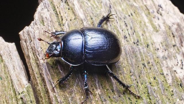 Keks und die Mistkugel - Waldmistkäfer