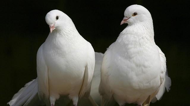 Keks und die fliegende Post - Brieftaube