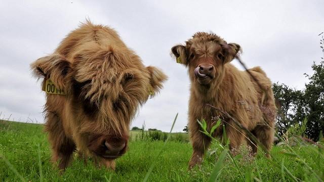 Keks und das dicke Fell - Highlander