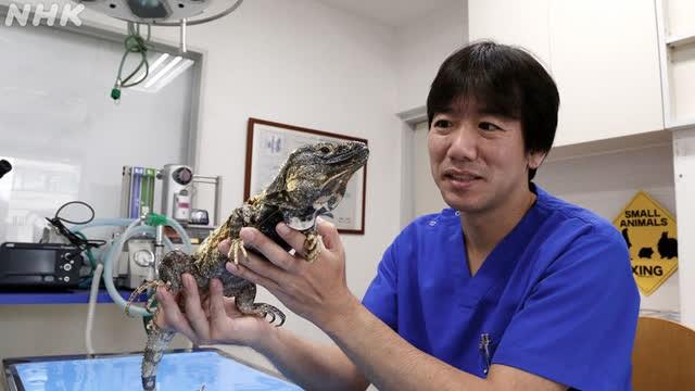 One Animal at a Time, One Step at a Time: Tamukai Kenichi, Veterinarian