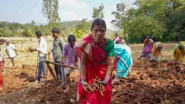 Indiens Kurkuma - Heilsam und heilig