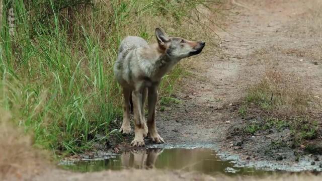 Dem Wolf auf der Spur – Schnüffeln für den Artenschutz
