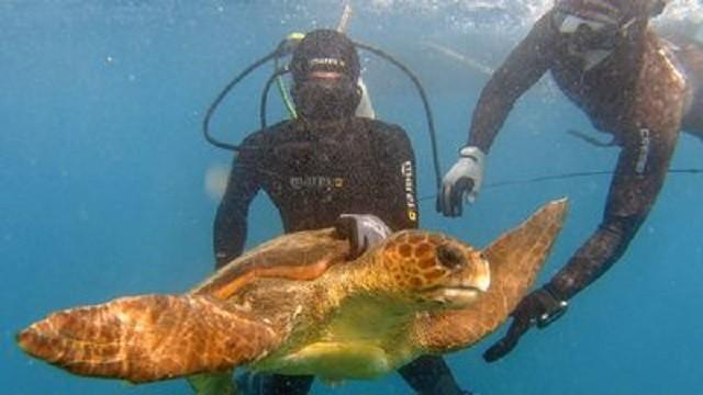 Kapverden: Zwei Hunde als Schildkrötenretter