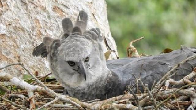 Harpyien, die größten Greifvögel des Regenwaldes