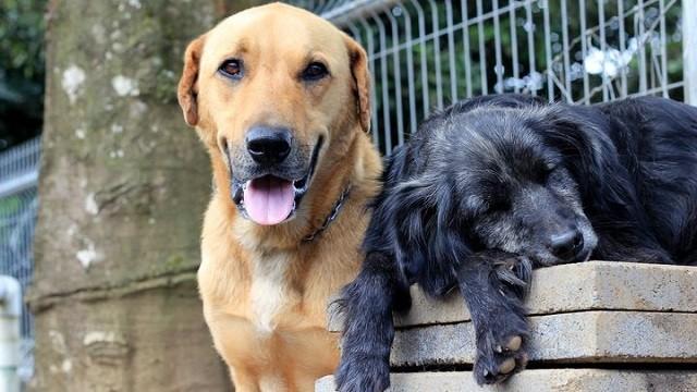 Costa Rica, das größte Hundeheim der Welt