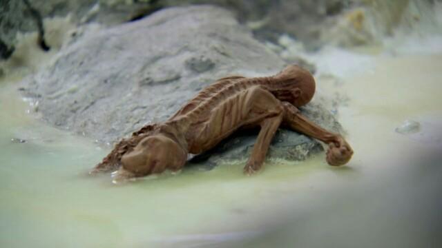 Livestock Mutilation & Curse of the Ice Mummy