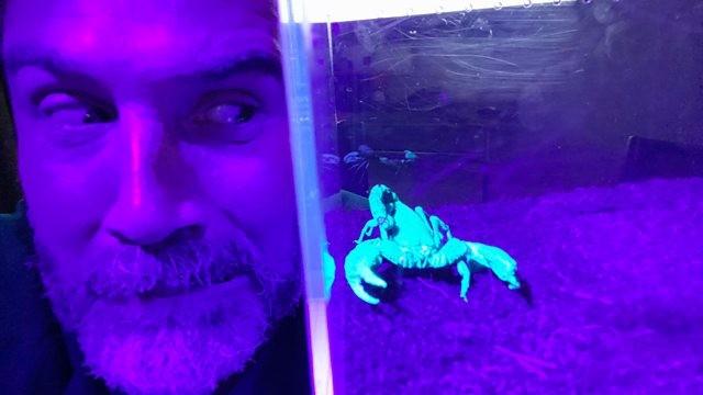 Dr Scorpion