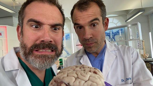 How to Train a Brain
