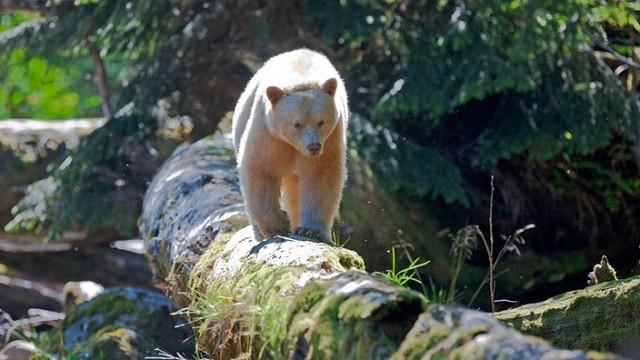 Wildes Kanada (1/4) - Land der Extreme