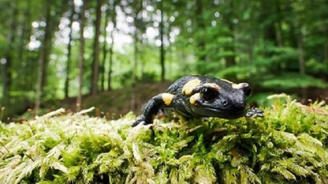 Die Kleiderordnung der Tiere – Wer trägt was und warum?