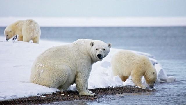 Amerikas Naturwunder - Gates of the Arctic