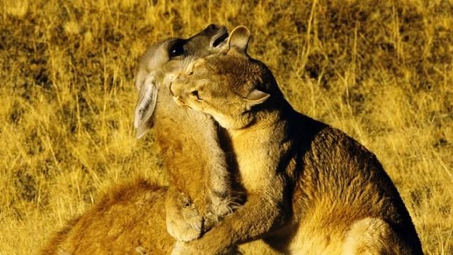 Die Anden - Natur am Limit: Raues Patagonien