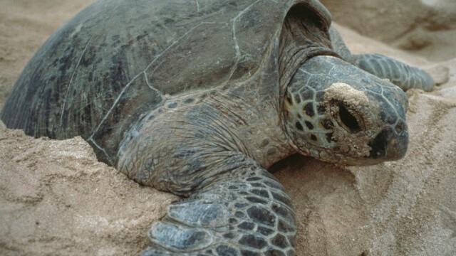Galapagos