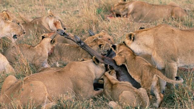 Serengeti