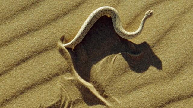 Namib Desert