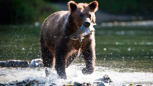 Canada's Coastal Forests