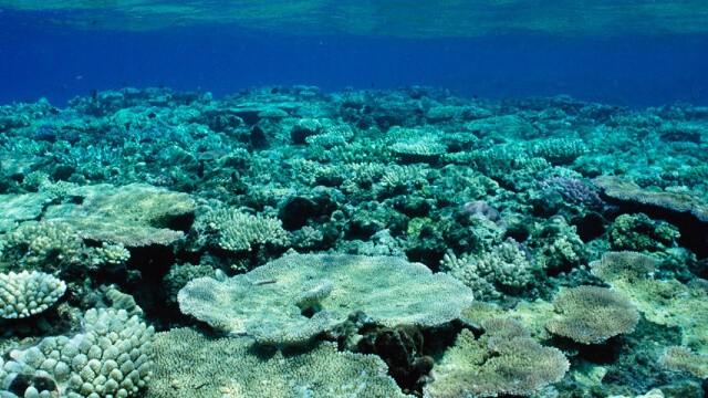 Great Barrier Reef