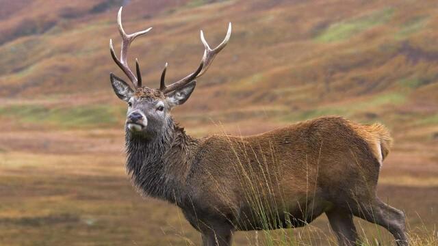 Scottish Highlands
