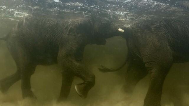 Okavango