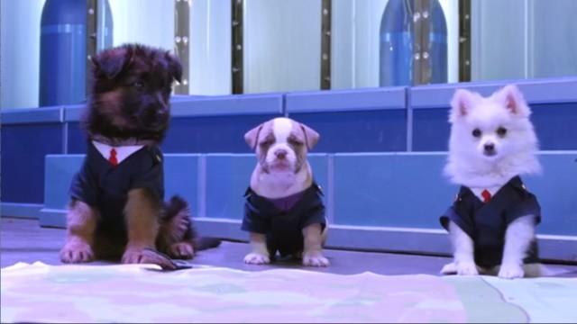 And Then They Were Puppies / A Case of the Sillies