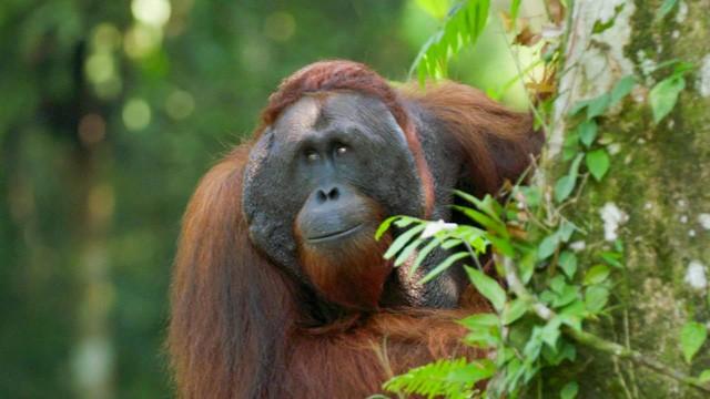 Going Wild in Malaysia
