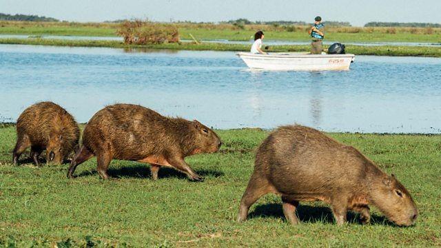 The Best Bits: Animal Encounters
