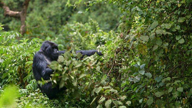 The Best Bits: Africa