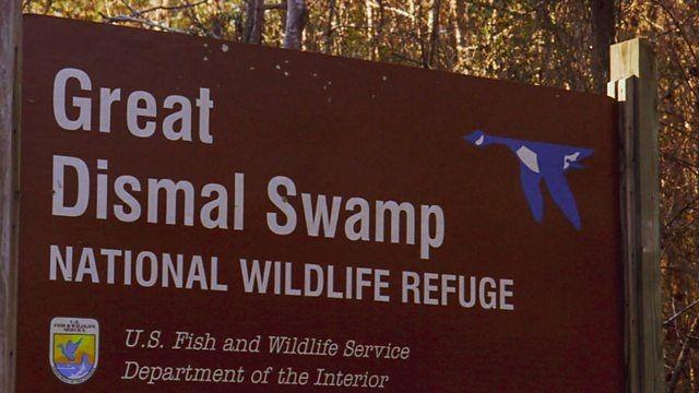 Virginia's Great Dismal Swamp