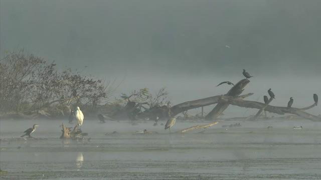 I predatori del fiume