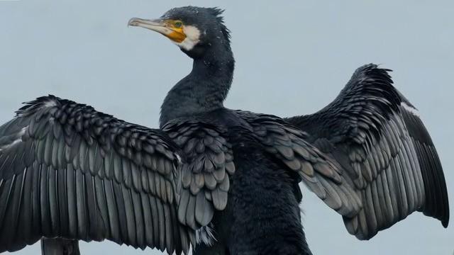 Cormorani e cigni
