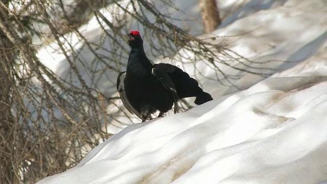 Le Alpi tornano selvagge